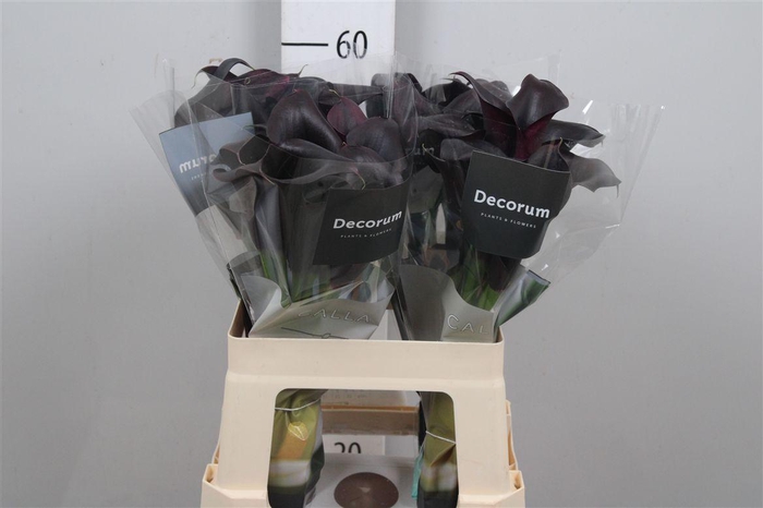 <h4>Zant Odessa</h4>