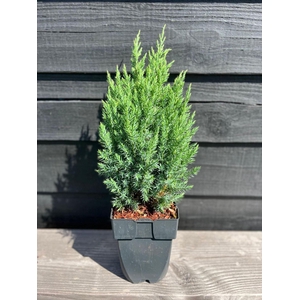 Juniperus chinensis Stricta