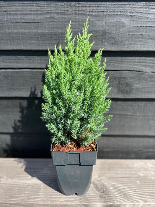<h4>Juniperus chinensis Stricta</h4>