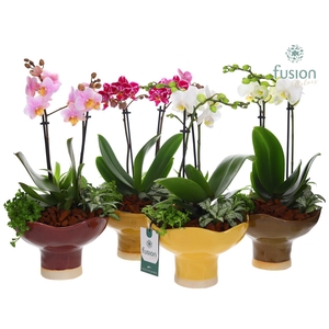 Keramiek schaal Large met Phalaenopsis arrangement