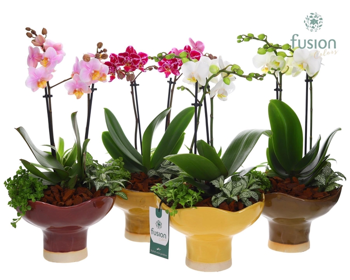 <h4>Keramiek schaal Large met Phalaenopsis arrangement</h4>