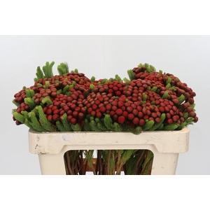 Kaaps Groen Alb. Red