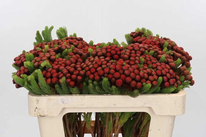 <h4>Kaaps Groen Alb. Red</h4>