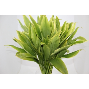 DRACENA ALBA MACO