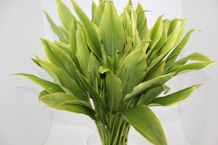 <h4>DRACENA ALBA MACO</h4>