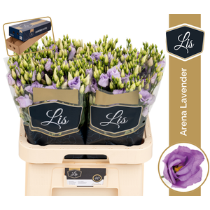 EUS G ARENA LAVENDER