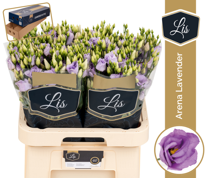 <h4>EUS G ARENA LAVENDER</h4>