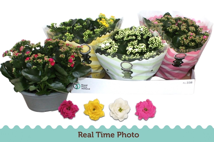 <h4>KAL GE GEM 4 KL</h4>