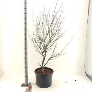 Acer palmatum Jerre Schwartz