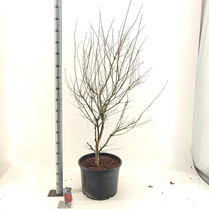 Acer palmatum Jerre Schwartz