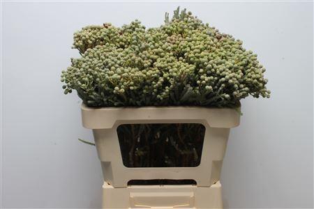 <h4>Kaaps Berzelia Palacea Young</h4>