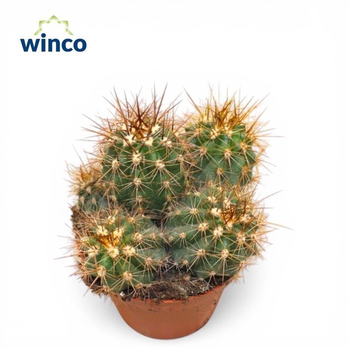 <h4>Trichocereus Atacanamensis (Group)</h4>