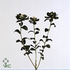 CARTHAMUS DECOGROEN