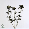 Carthamus Tinctorius