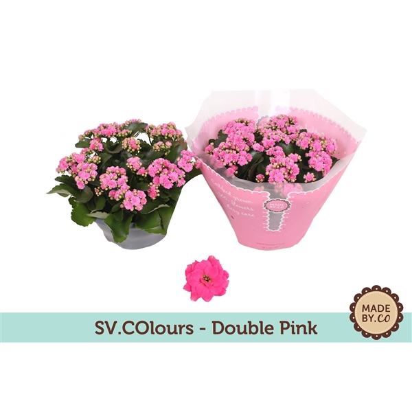 <h4>Kalanchoë Double Pink in SV.COloursleeve</h4>