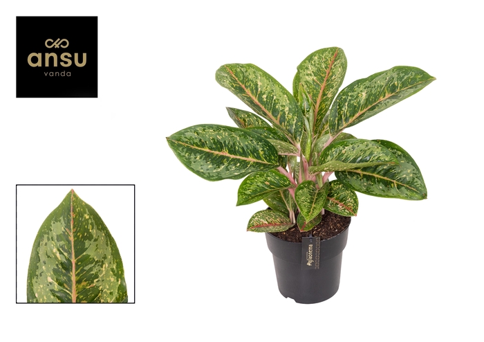 <h4>Aglaonema Camo Coralie</h4>