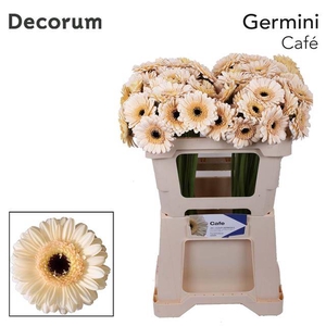 GE MI CAFE