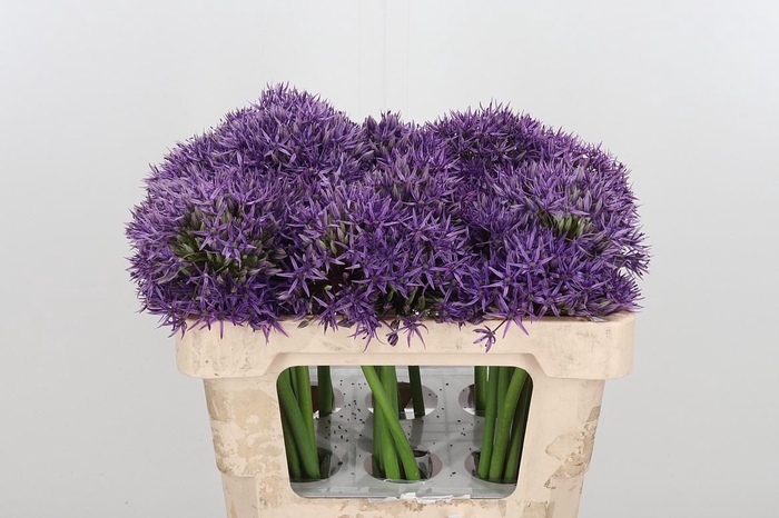 <h4>Allium Jackpot</h4>