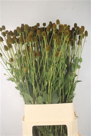 <h4>Rudbeckia Nitida</h4>