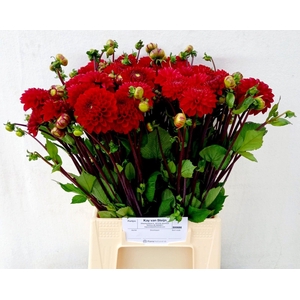 DAHLIA  'VIKING'