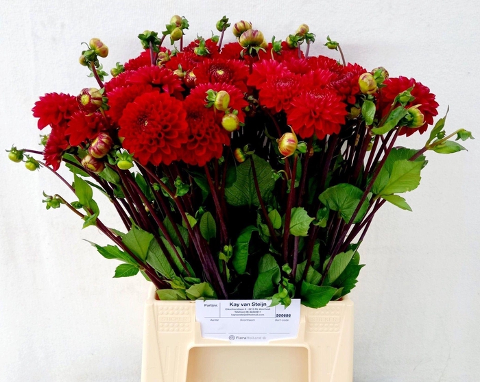 <h4>DAHLIA  'VIKING'</h4>