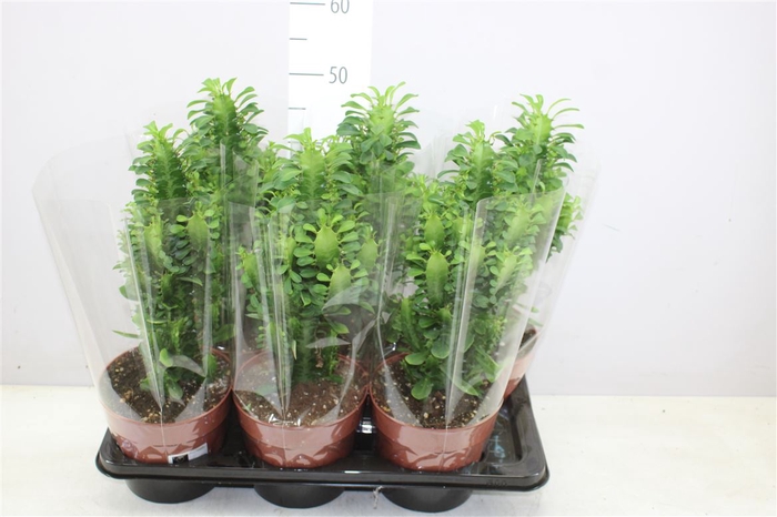 <h4>Euphorbia Trigona Groen</h4>