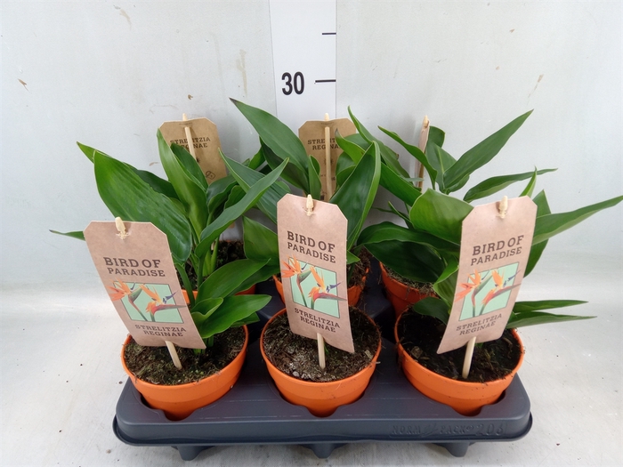 <h4>Strelitzia reg.   ...no flowers</h4>