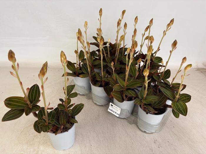 <h4>LUD DISCOLOR</h4>