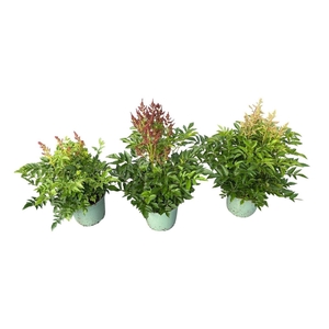Astilbe