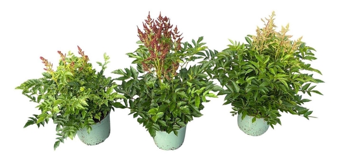 <h4>Astilbe</h4>