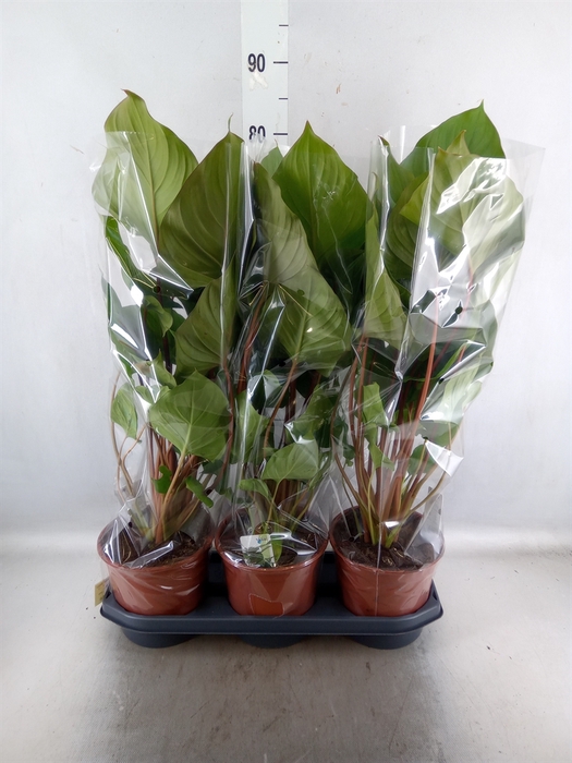 <h4>Homalomena rubescens 'Maggy'</h4>