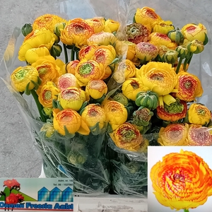 RAN AAZUR ORANGE STR