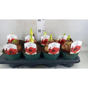 Hippeastrum DI 'Amorita Danu'