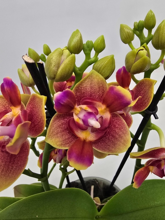 <h4>Limited 42 week 8</h4>