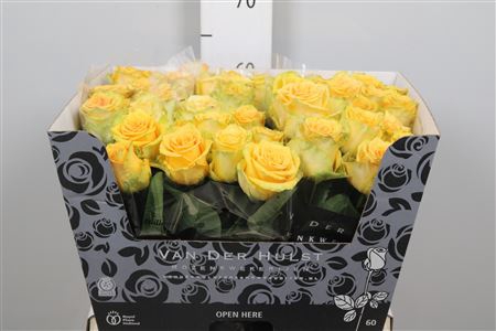 <h4>R Gr Lemon Finess</h4>