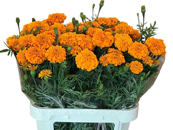<h4>TAGE COCO DEEP ORANGE 080CM</h4>