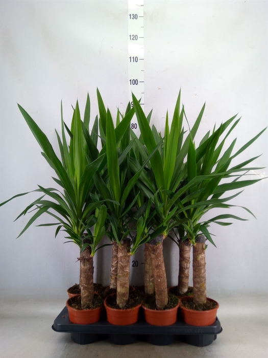<h4>Yucca</h4>