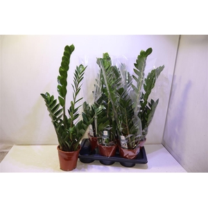 arr8 Zamioculcas Zamiifol