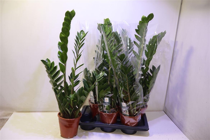 <h4>arr8 Zamioculcas Zamiifol</h4>