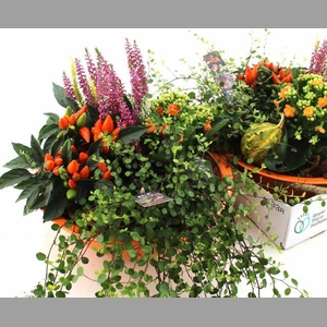 ARR TUINPLANTEN