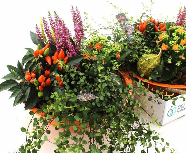 <h4>ARR TUINPLANTEN</h4>