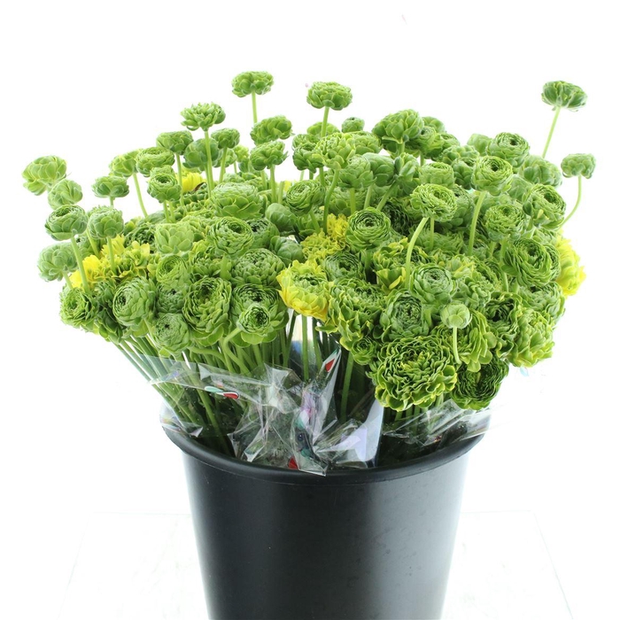 <h4>Ran Ponpon Peter Pan</h4>