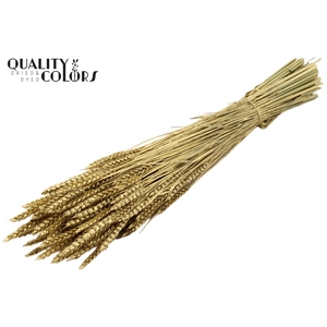 Triticum per bunch Gold