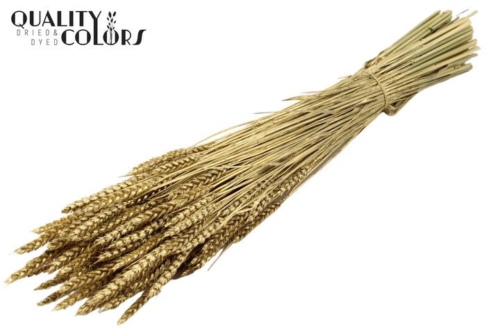 <h4>Triticum per bunch Gold</h4>