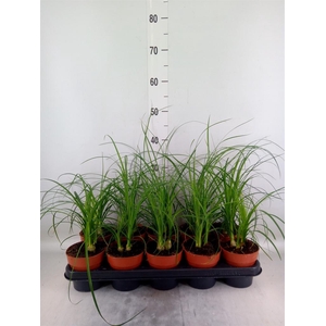 Nolina recurvata ...