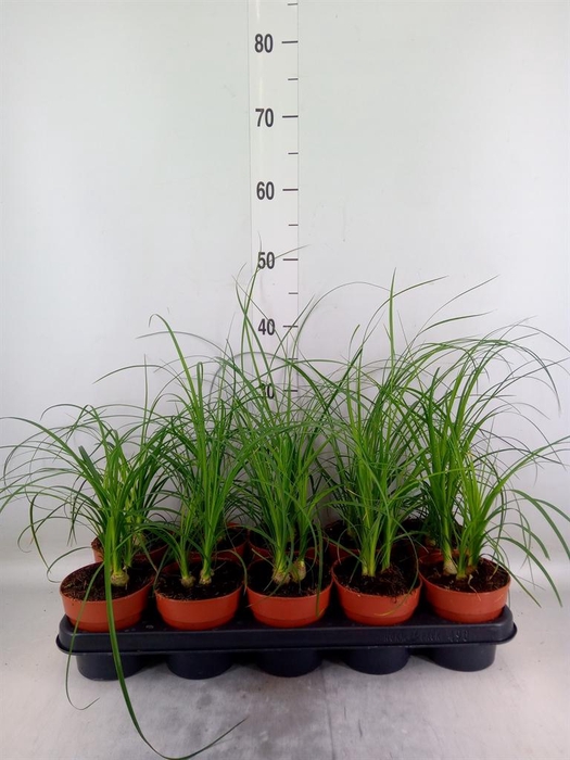 <h4>Nolina recurvata   ...</h4>