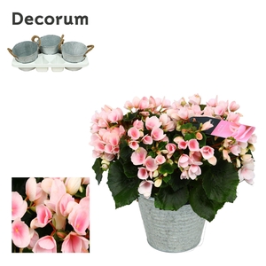 Begonia ''Betulia Light'' Outdoor in Zink Sierpot