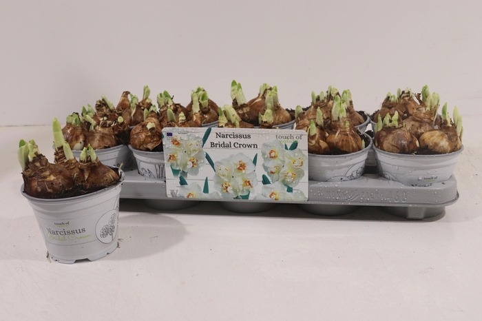 <h4>NARC D BRIDAL CROWN</h4>