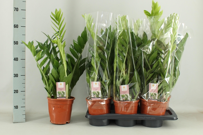 <h4>ZAMIO PIXIE</h4>