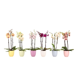 Hugo Pastel Mix Phal Mix 3T18+